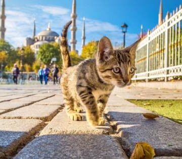 MEET THE CATS OF İSTANBUL ON INTERNATIONAL CAT DAY